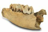 Juvenile Fossil Woolly Rhino (Coelodonta) Mandible - Poland #295870-3